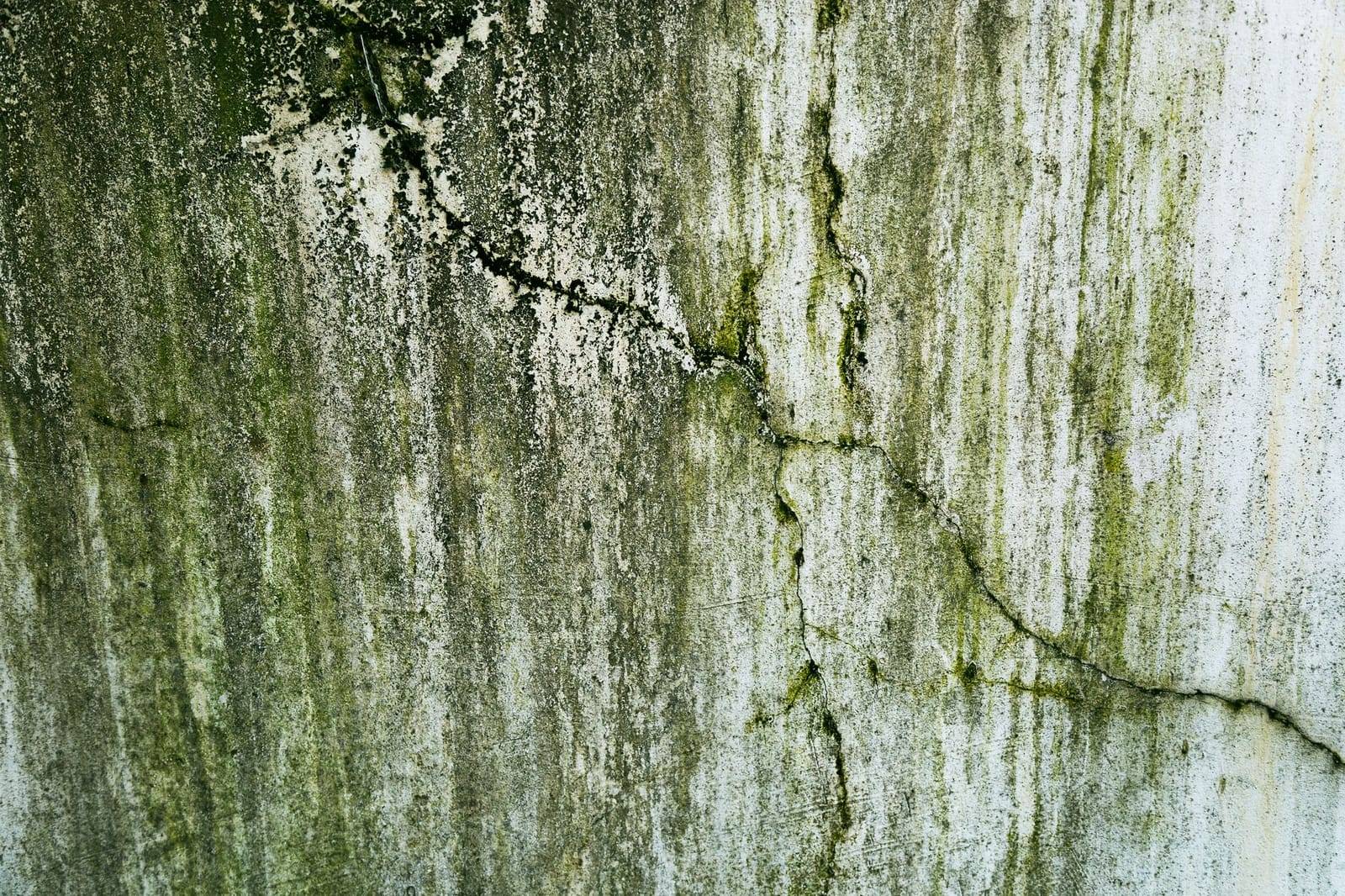 A cracked, damp masonry wall streaked with green algae